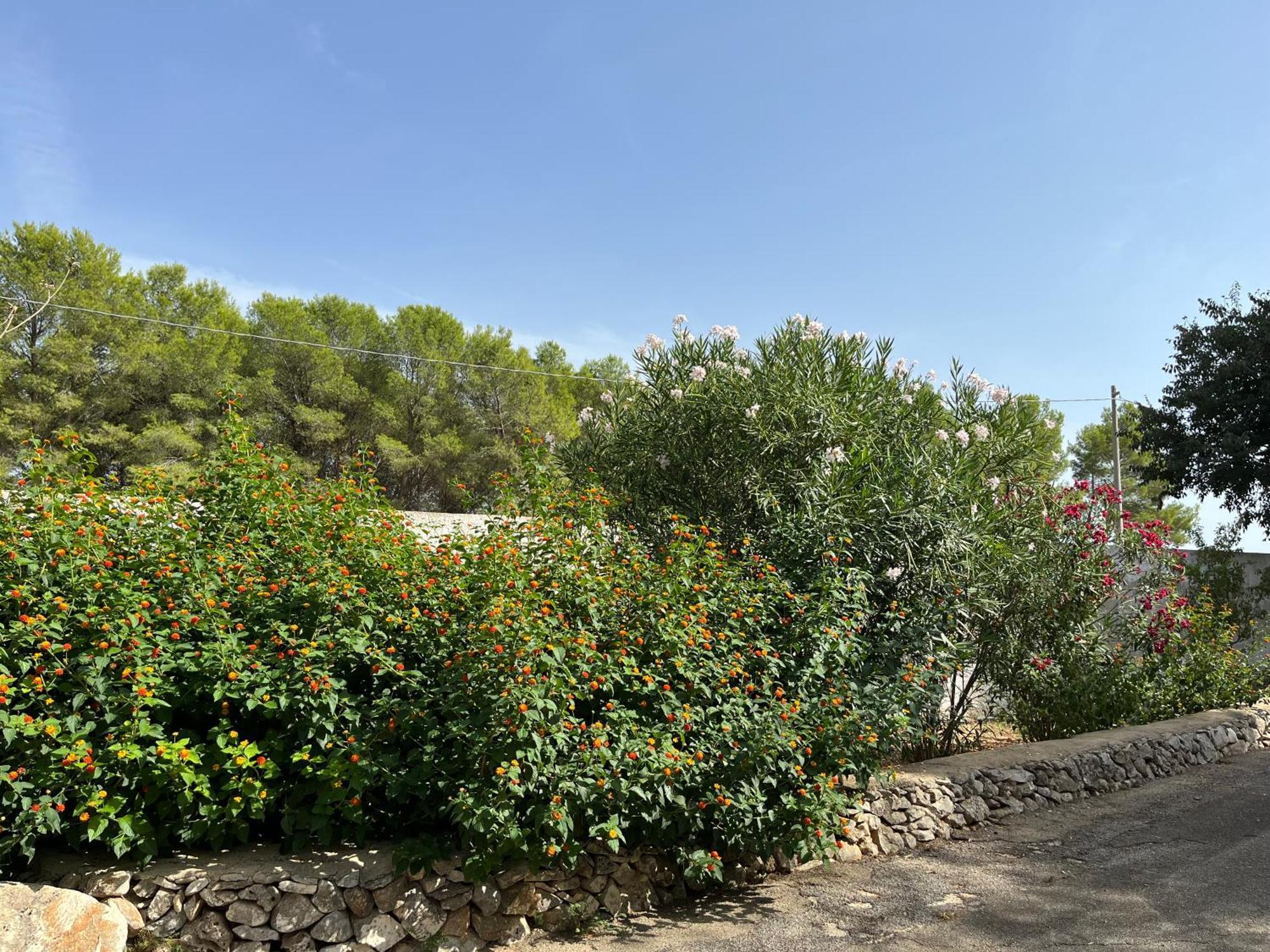 Masseria La Camardia Sava Eksteriør billede